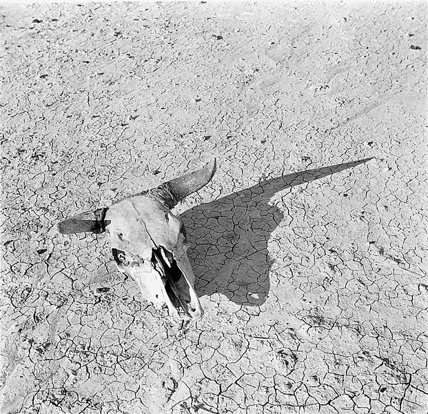 How people saw: looking at photographs in&nbsp;history